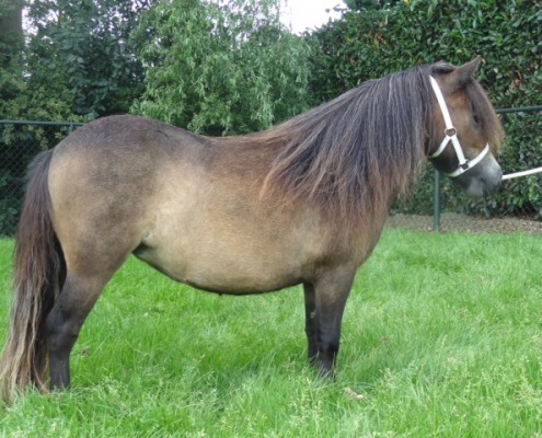 Endless Dream of Sportview