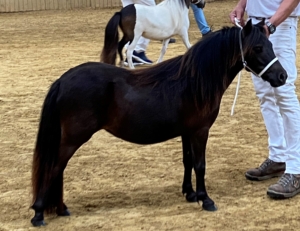 Rose Dream jaarling 2